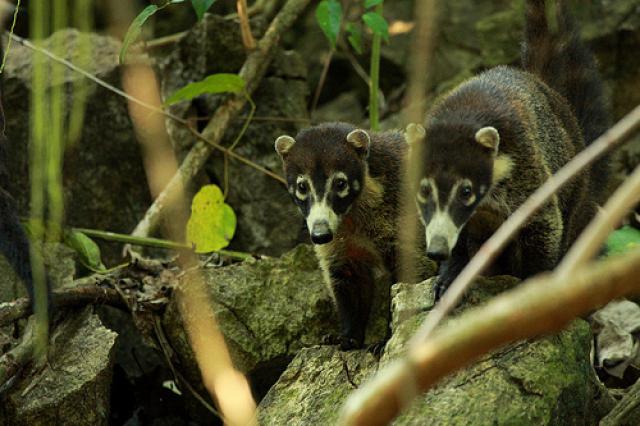 Photos for house 641853