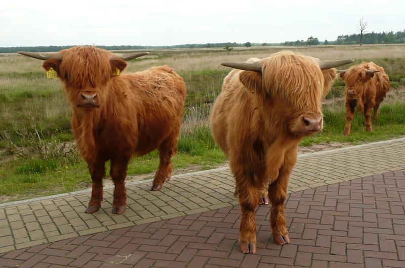 Photos for house 641921