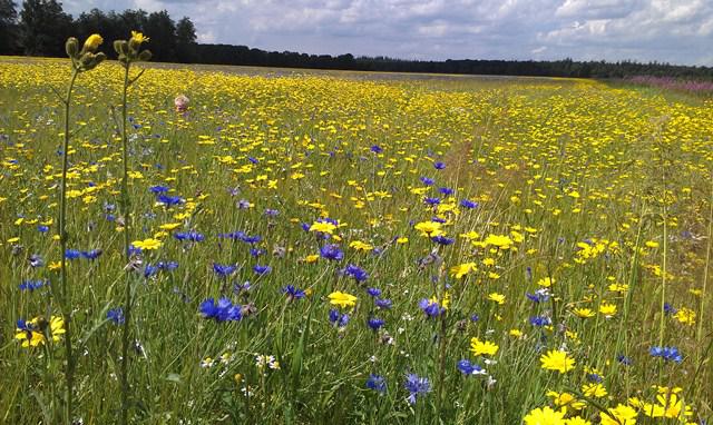 Photos for house 641921