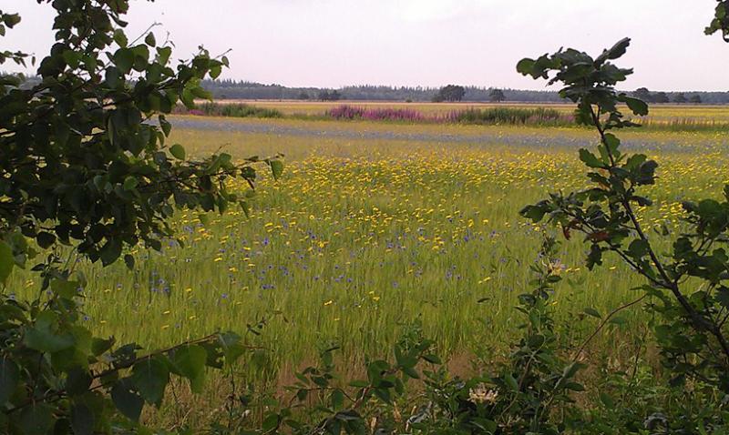 Photos for house 641921