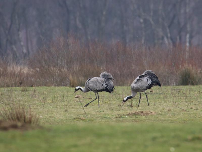 Photos for house 641921