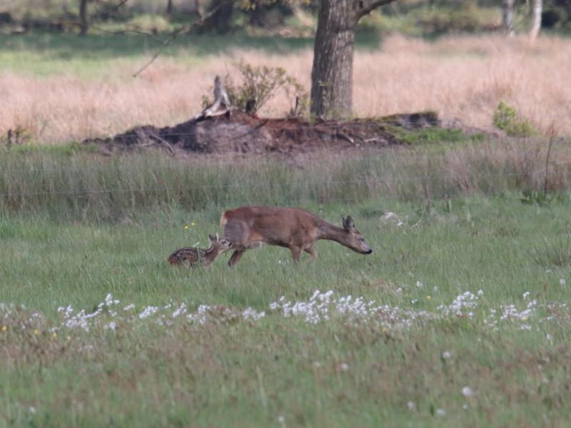 Photos for house 641921