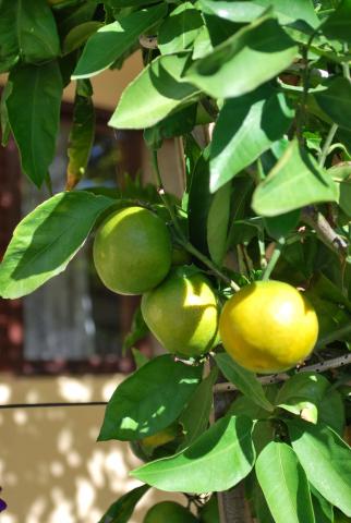 Photos for house 641961