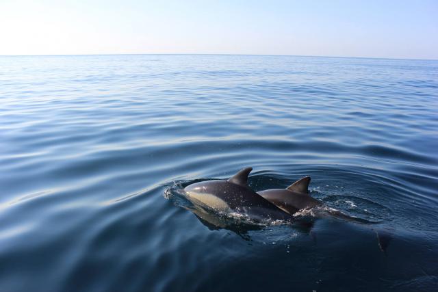 Photos for house 642045