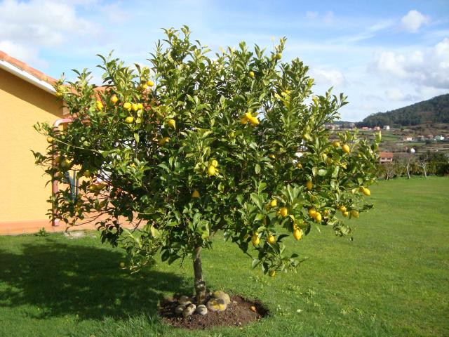 Photos for house 640211