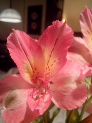 Photos for house 642128