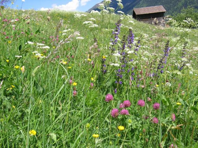 Photos for house 642147