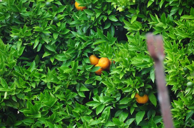 Photos for house 642206