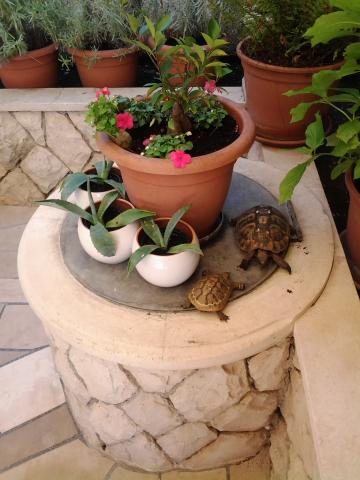 Photos for house 642236