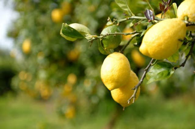 Photos for house 642237