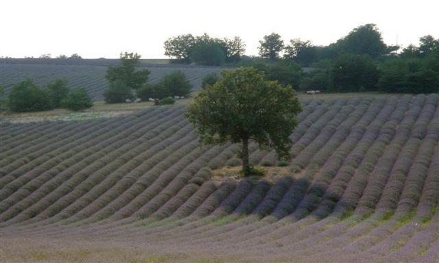 Photos for house 642239