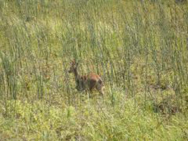 Photos for house 642249