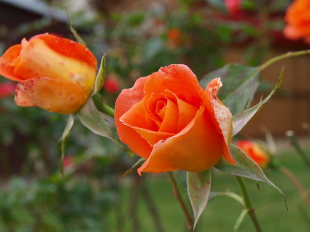 Photos for house 642262