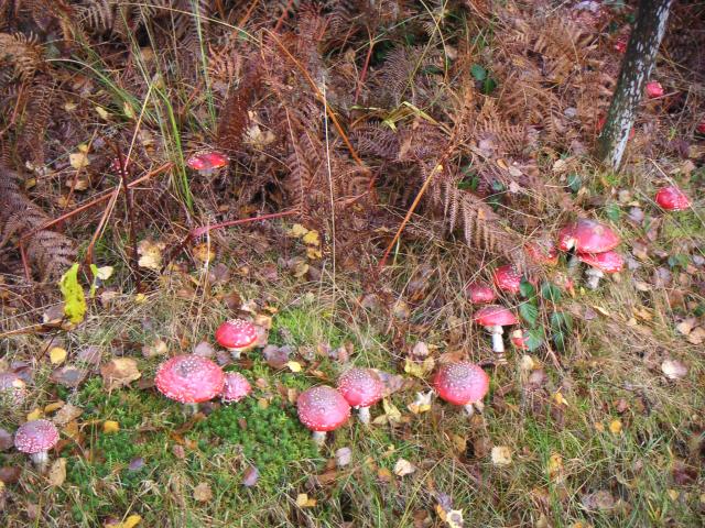 Photos for house 642287