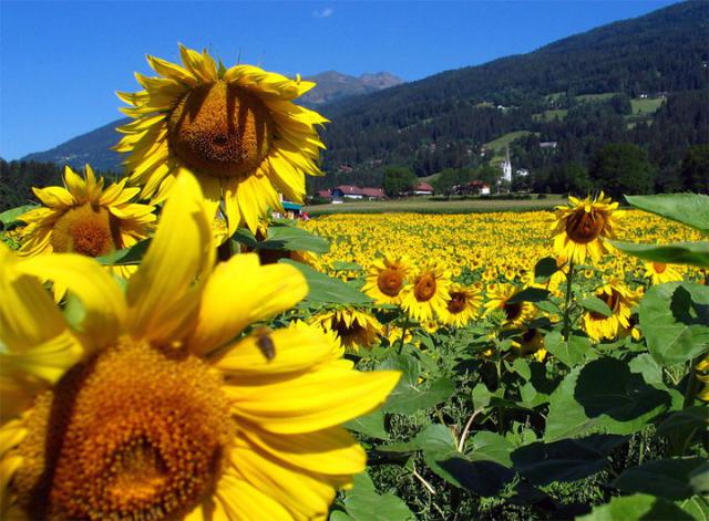 Photos for house 642355