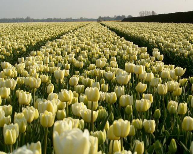 Photos for house 642376