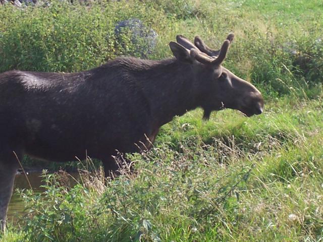 Photos for house 642381