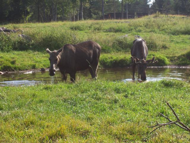 Photos for house 642381