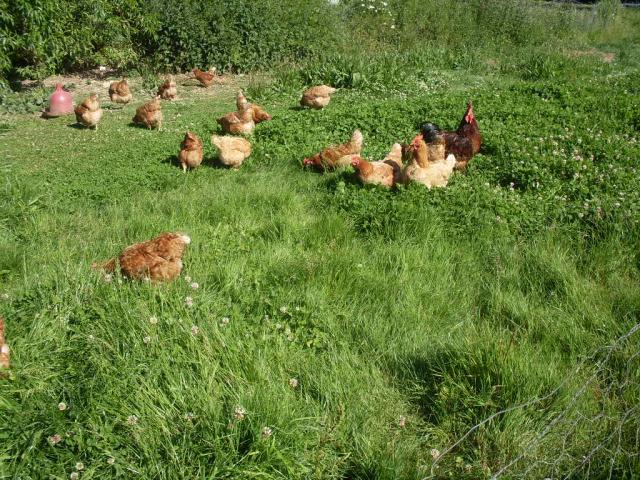 Photos for house 642385