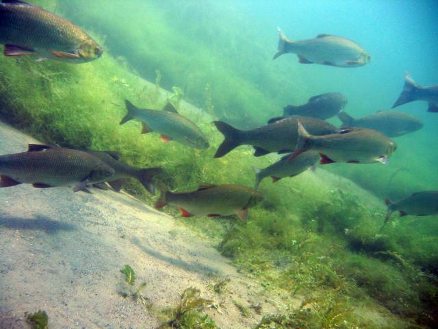 Photos for house 642403