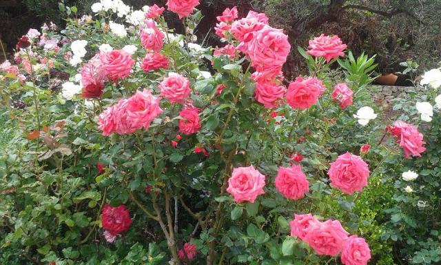 Photos for house 642804