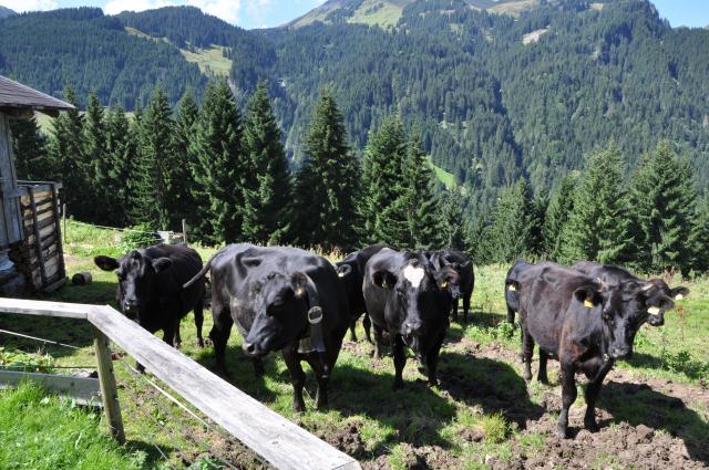 Photos for house 642824