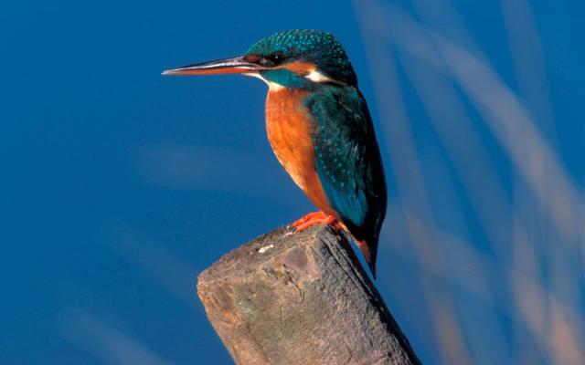 Photos for house 642981