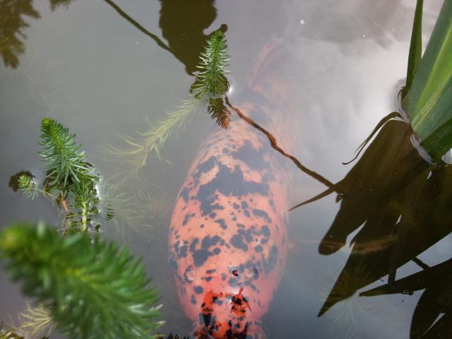 Photos for house 643106