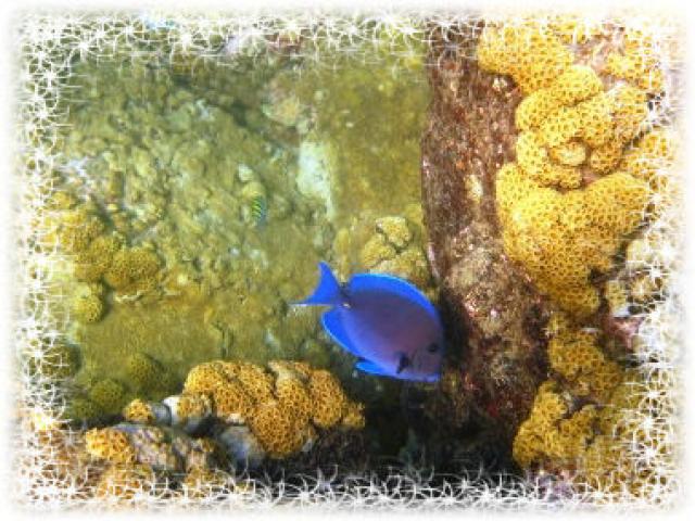 Photos for house 643107