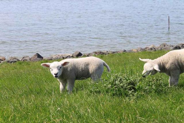 Photos for house 643157