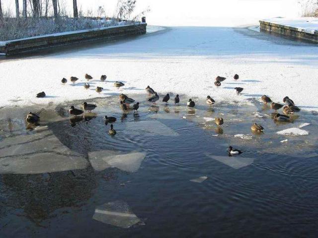 Photos for house 643157