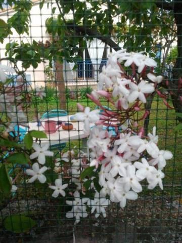 Photos for house 643168