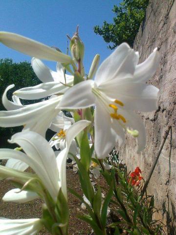 Photos for house 643306