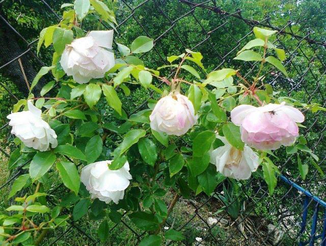 Photos for house 643306