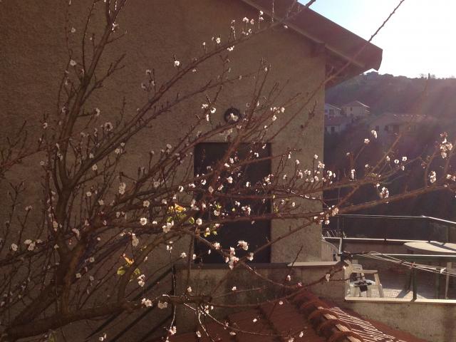 Photos for house 643307