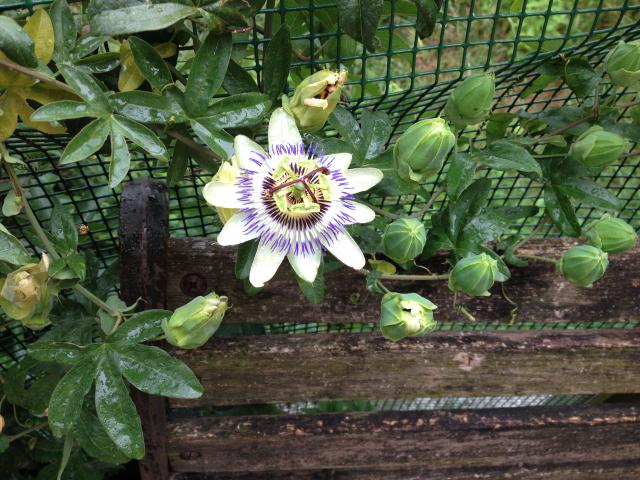 Photos for house 643307