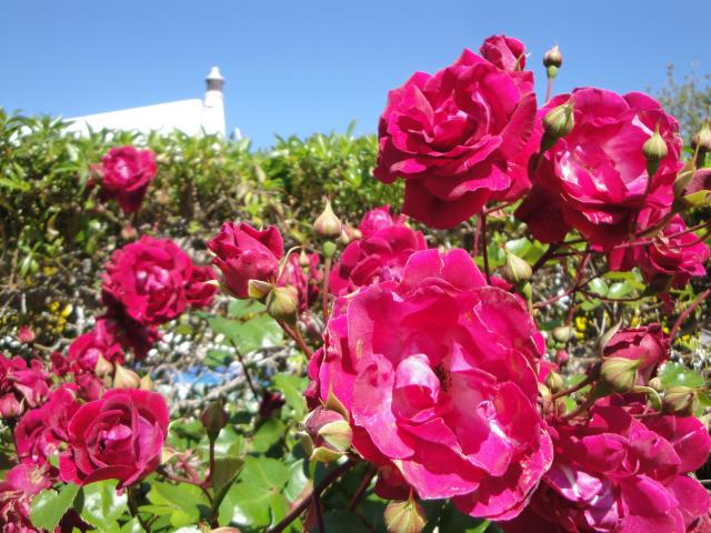 Photos for house 643311