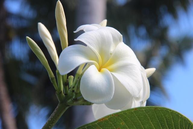 Photos for house 643378