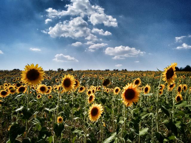 Photos for house 643468