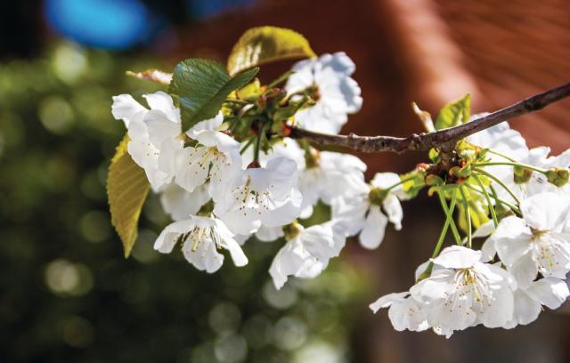 Photos for house 643494