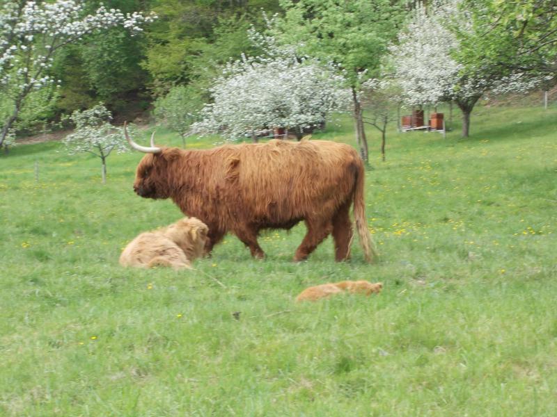 Photos for house 643611