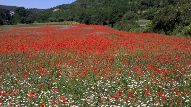 Photos for house 643719