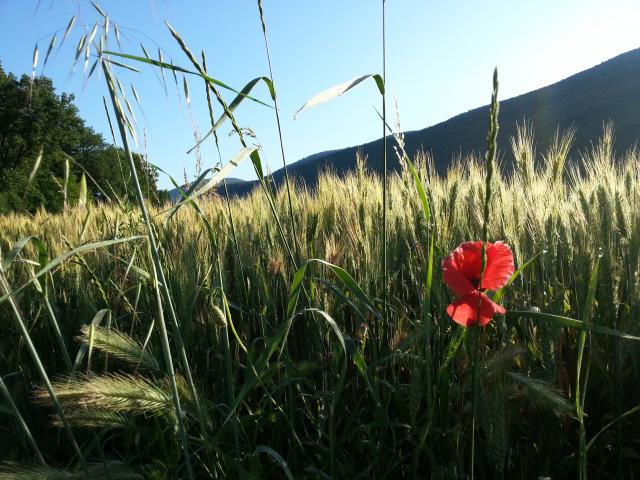 Photos for house 643776